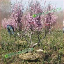 低价出售榆叶梅 地径3-10公分 绿化苗 又名榆梅 小桃红 榆叶鸾枝