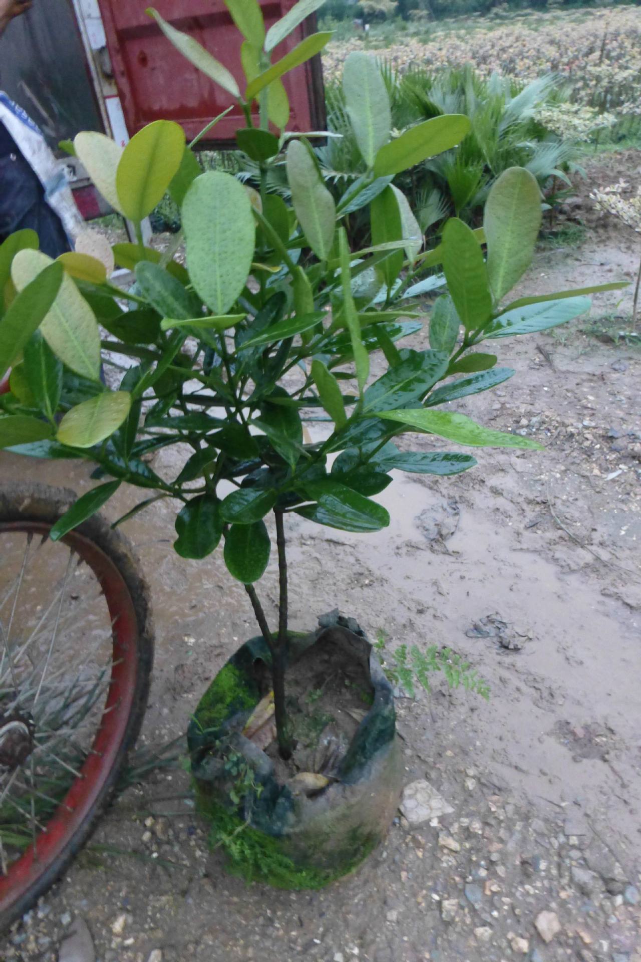供应台湾福木1.6-1.7米袋苗园林景观绿化-阿里巴巴