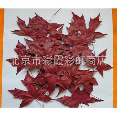 真枫叶标本DIY制作材料拍摄落叶道具背景装饰可以制作书签贺卡|ms