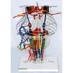 深感觉前庭传导束和脊髓小脑束医学模型