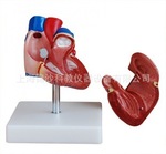 新型自然大心臟解剖模型，心臟解剖，心臟模型，人體心臟解剖
