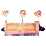 周围神经纤维髓鞘的发生和有髓纤维的超微结构医学模型