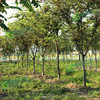 Supply of beech trees Mijing 15 a centimeter Hackberry green engineering Beech Big tree Arbor Seedlings Scenery