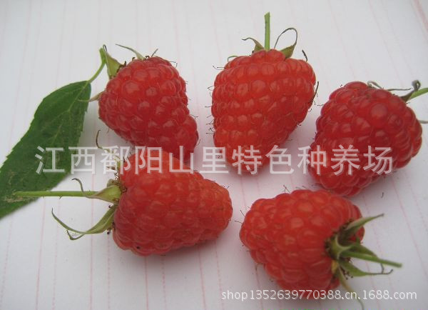 系列树莓苗_新型致富水果系列--掌叶红树莓苗