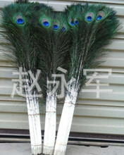 大小量 批发长短尺寸不同规格的孔雀羽毛 插花装饰羽毛