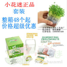 厂家直销心形草陶碳球种植（2代负离子植栽盆栽）室内盆栽摆件