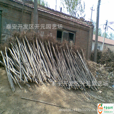 Sale 6 7 8 cm willow 10 Centimeter golden willow supply A large number of 1 a centimeter Seedlings