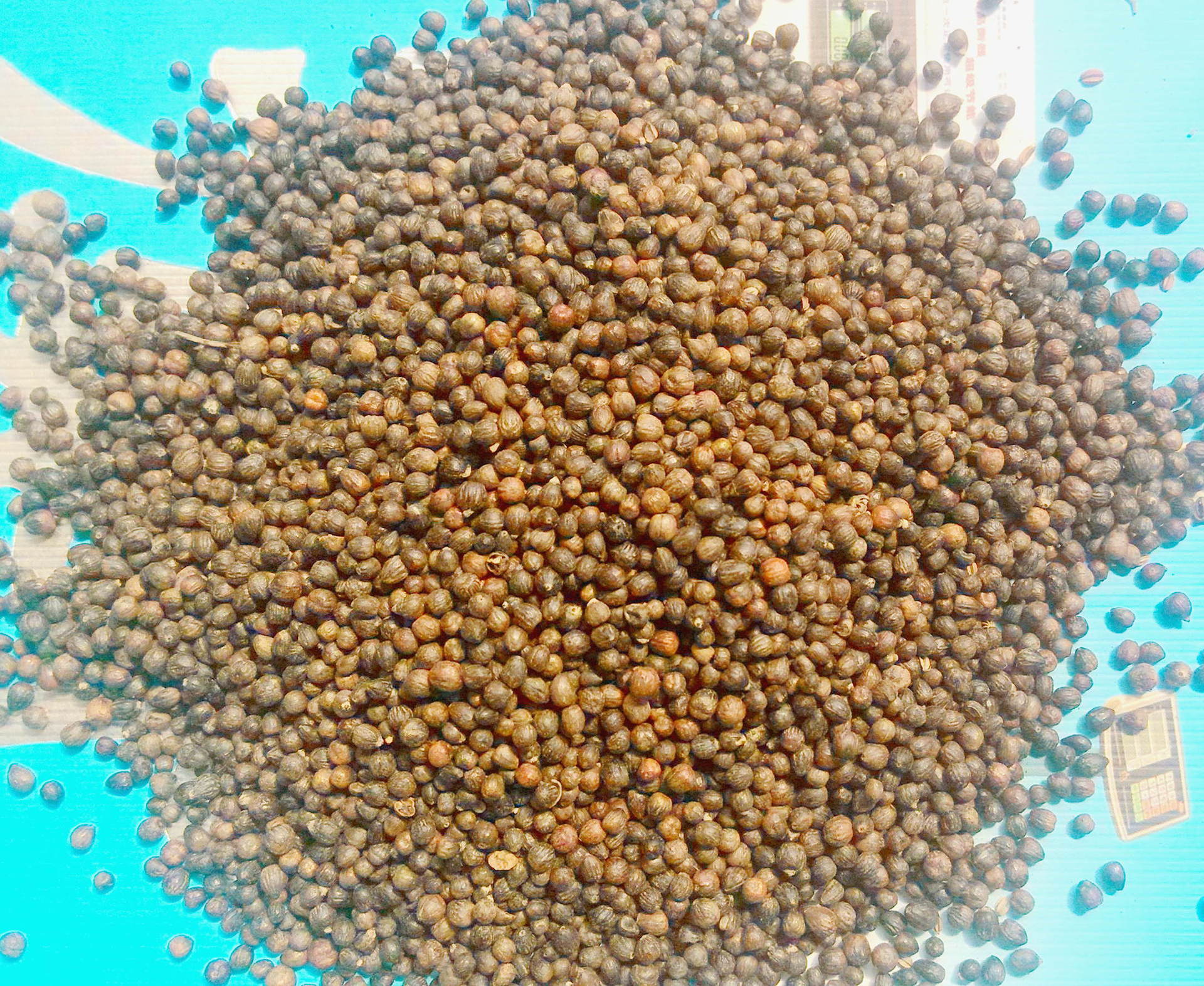 批发黄荆子产地直销布荆子布惊子量大从优|ru