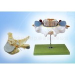 胸椎附脊髓和脊神经放大模型胸椎附脊髓模型胸椎模型医学模型