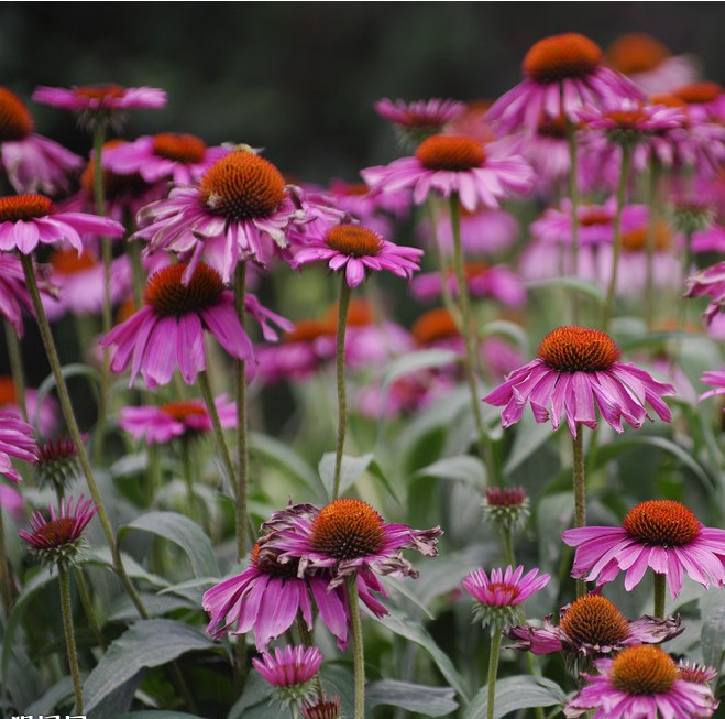 chicoric acid 天然紫锥菊提取物 菊苣酸1%HPL