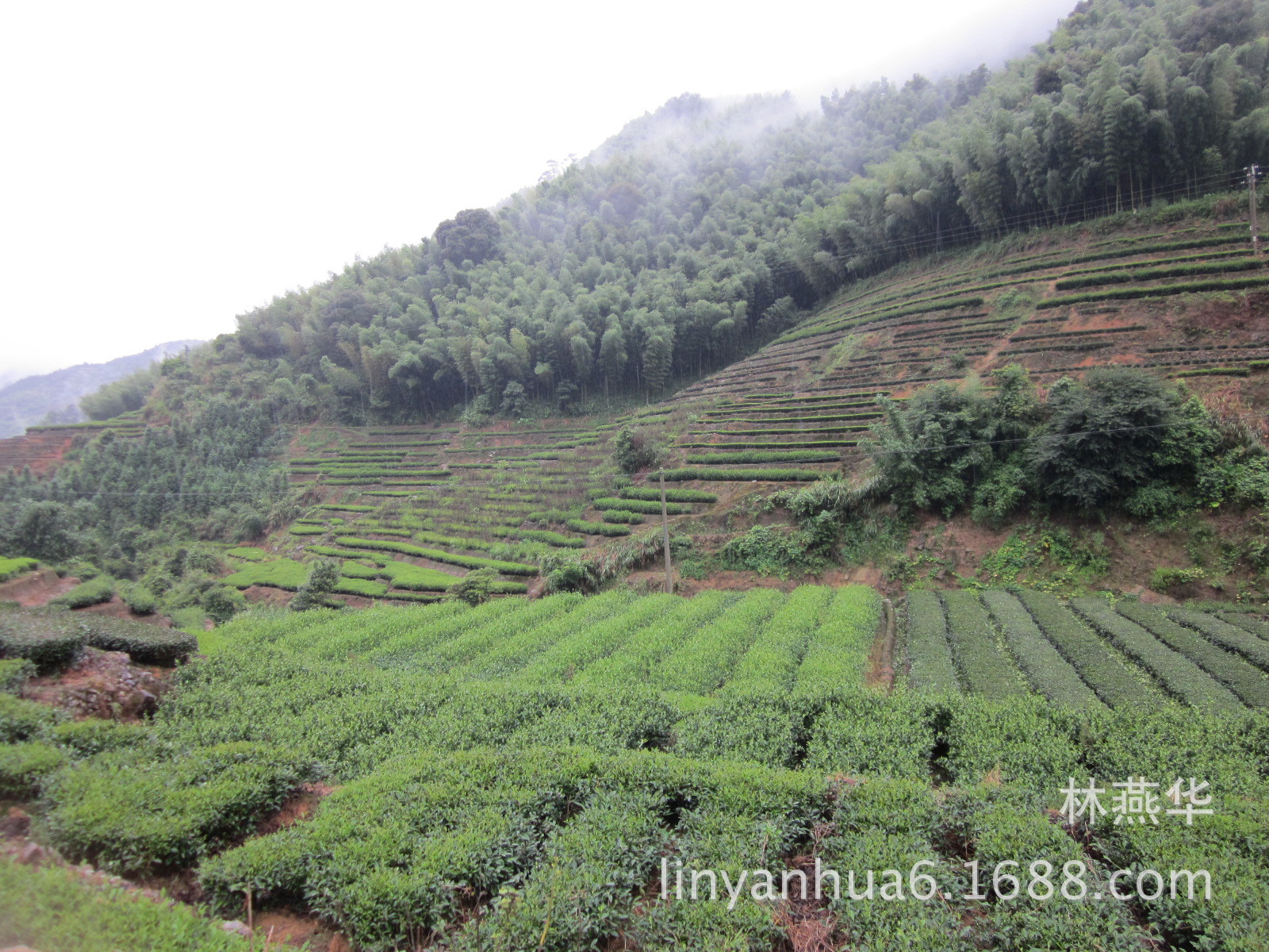 安溪茶园图片 _排行榜大全