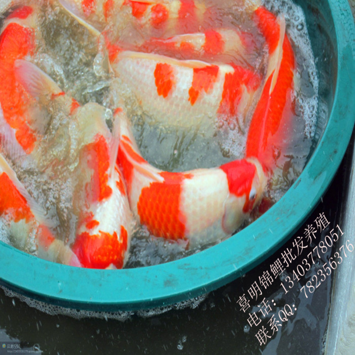 当岁渔场高档红白锦鲤