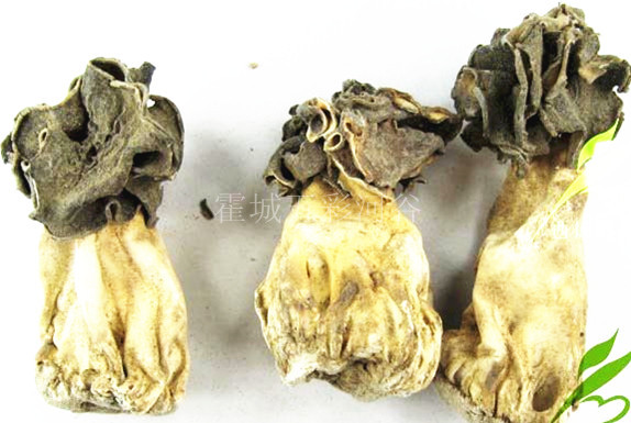 巴楚菇干货 - 副本