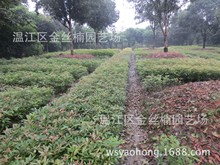 小叶桢楠苗批发 桢楠苗供应 金丝楠苗小叶金边谨防假冒