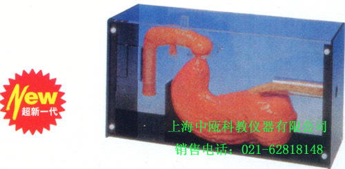 LV47型 胃镜与ERCP训练模型,人体模型,医学模型,医学技能实训考核