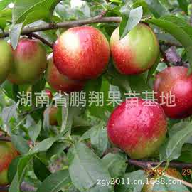 早熟甜油桃树苗新品种--台湾甜油桃苗 湖南果树苗木批发 果苗
