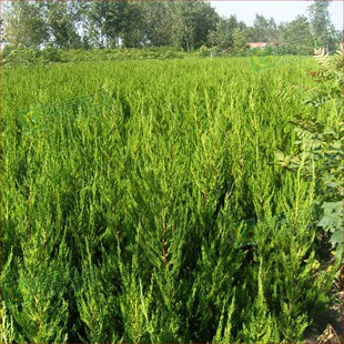 �؃r���� һǧ�f�� 60-90�� ���ؗl ������ �r�����0.7Ԫ