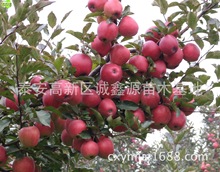 現貨供應山東矮化蘋果樹苗 高產量蘋果樹苗 品種優良矮化蘋果苗$