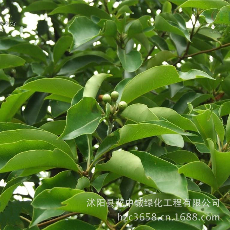 木荷是珍贵树种吗,木荷树的寓意与风水,三大防火树种(第9页)_大山谷图库