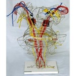 锥体外系医学模型KL1231-3