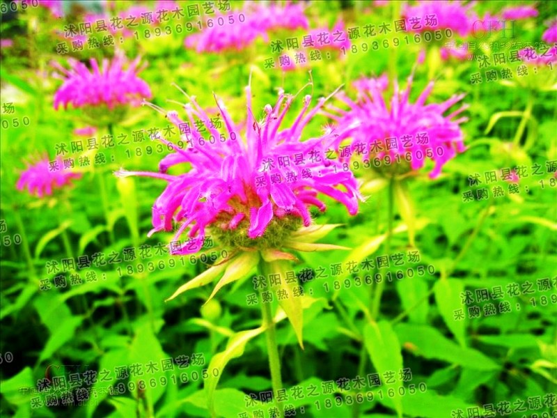 批发供应草花种籽 美国薄荷种子 多年生宿根型花海花卉|ms