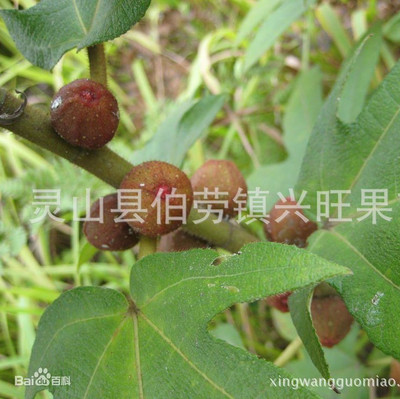Factory wholesale Alondra Fingers peaches Guangdong ginseng