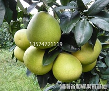 柚子種苗 柚子種苗批發 促銷價格 產地貨源 阿里巴巴