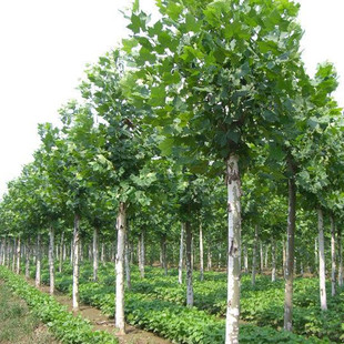 �����N�r����ͩ��ľ ��СҎ���Ѓr�񌍻ݏS��һ�ַ�ͩ ���ۿۣ�