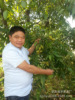 what project U.S.A Pecan seedlings (Mu Ten thousand yuan Efficient plant project )