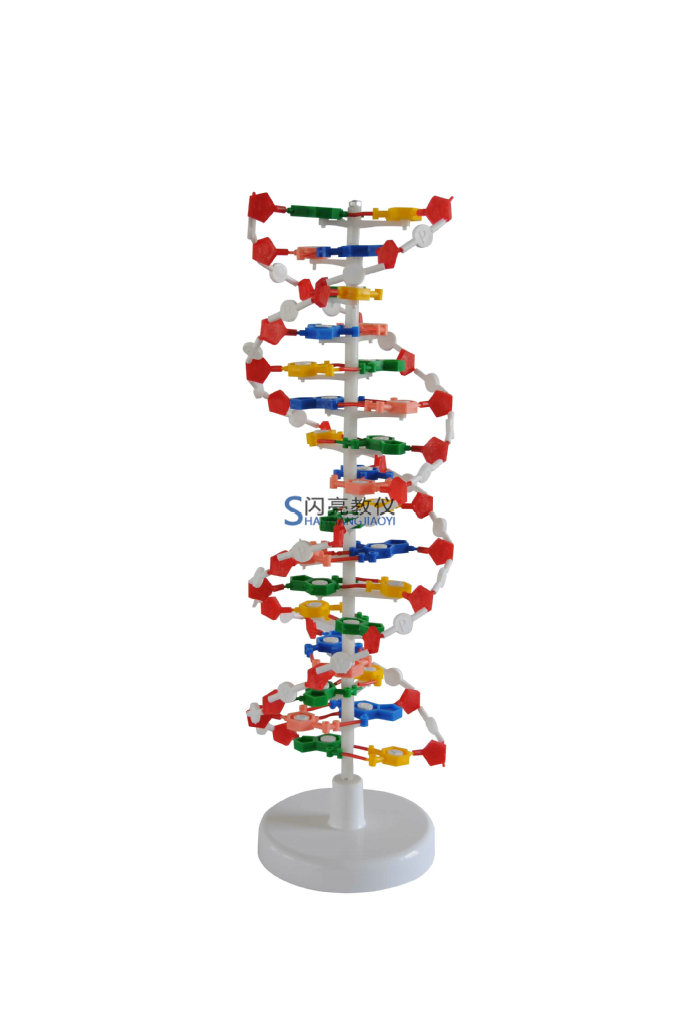 3230 DNA復製蛋白合成磁性演示器
