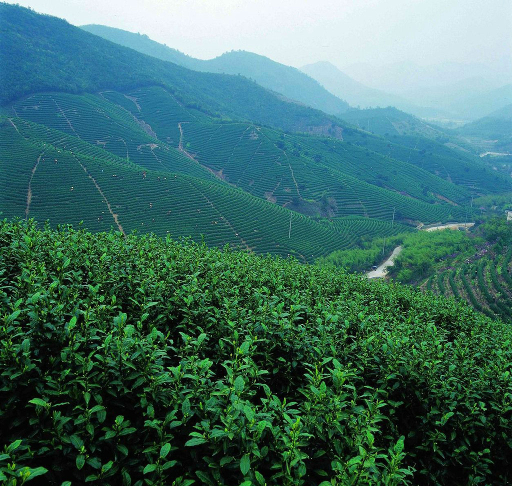 漫山茶园
