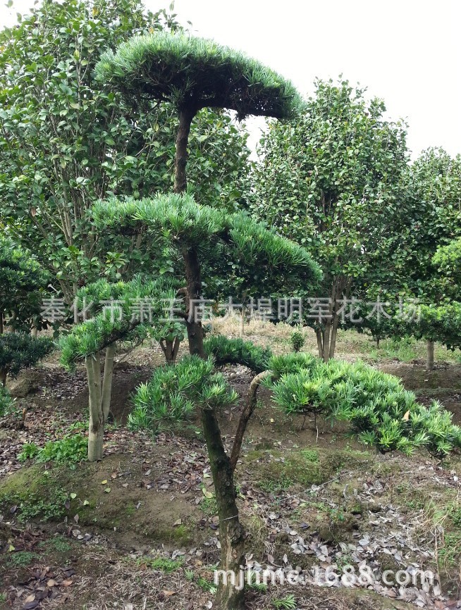 �����޺���2