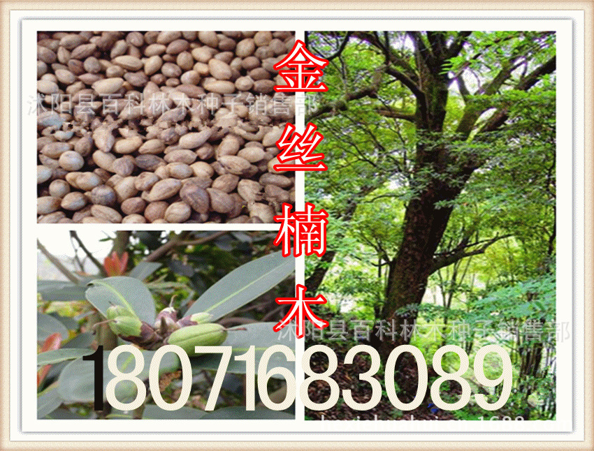 出售:金丝楠木种子 楠木种子(保质保量 货到付款)|ms