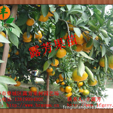 桔子苗_晚熟红美人桔子苗_高糖度晚熟红美人