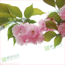 lͥԺ̾Gľѻ ձѻ ƷNҎR