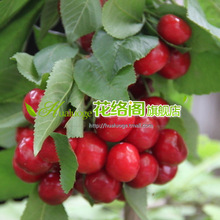 ���츥��˹�ƴ���Ҙ��� ����������6̖��ľ�޽� �Ի��ڷۮa����