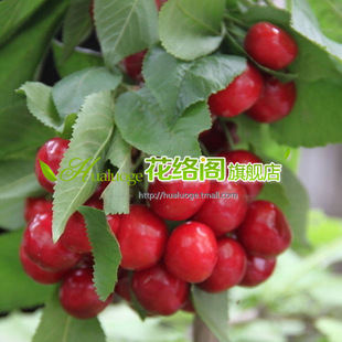 ���츥��˹�ƴ���Ҙ��� ����������6̖��ľ�޽� �Ի��ڷۮa����