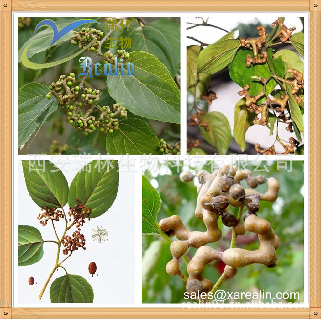 枳椇子提取物_枳椇子提取物 :1 枳椇子 优质原料 现货供应 包邮 - 阿里巴巴