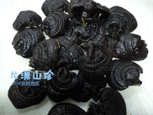 东北大兴安岭灵芝野山野生黑灵芝保健森林