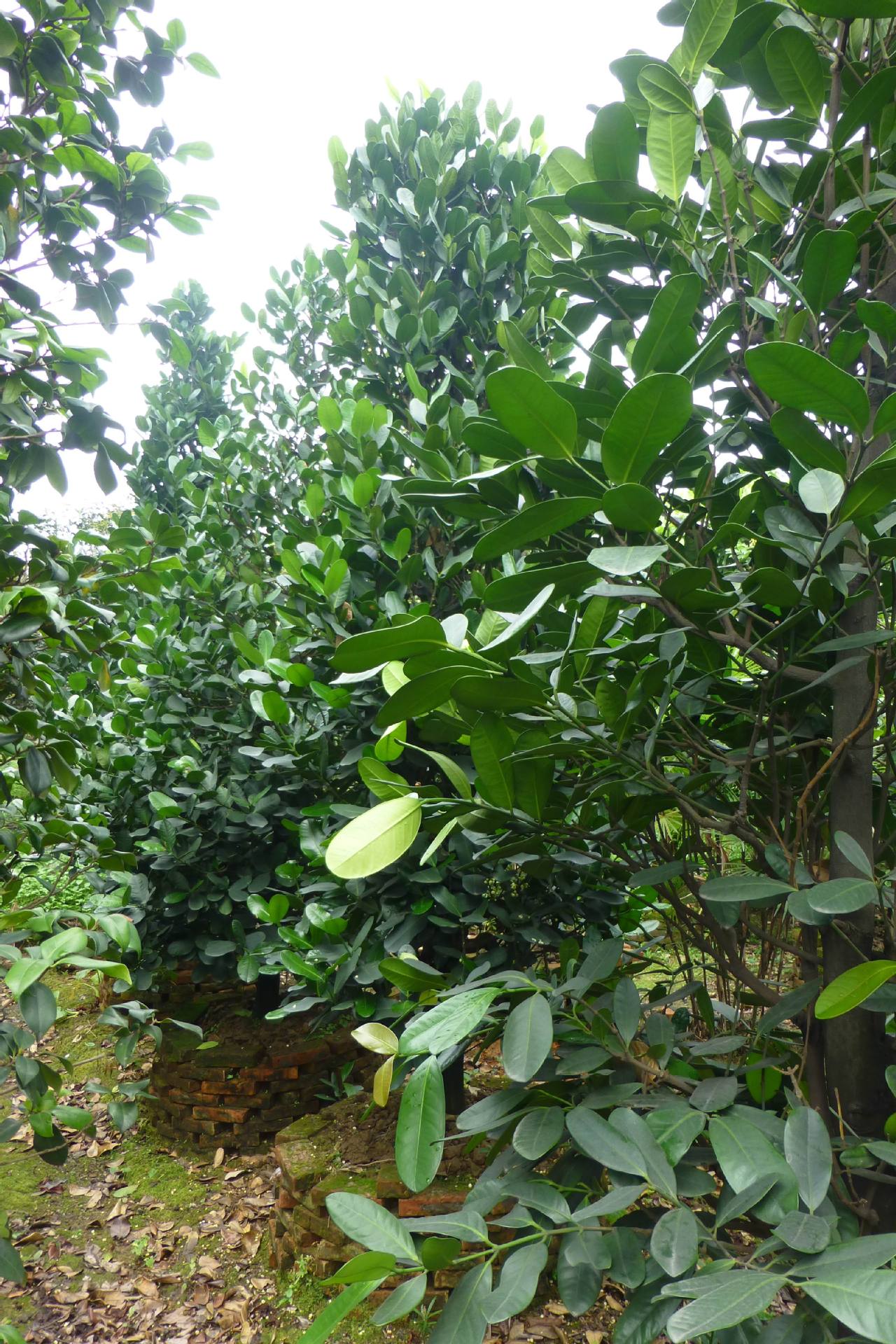 供应台湾福木1.6-1.7米袋苗园林景观绿化-阿里巴巴