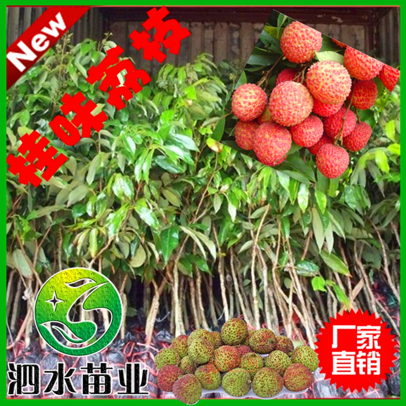 各种果苗_各种果苗供应商_各种果苗批发市场