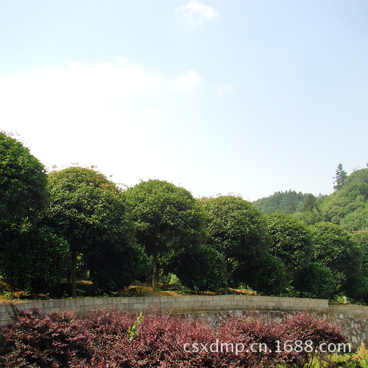 2019年8-10公分新品桂花树 四季桂花苗价格 免费提供种植技术