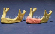 仿真下颌骨种植练习模型（仿人骨不同硬度） 植体练习 口腔植入