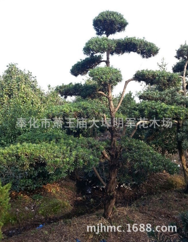 �����޺���10