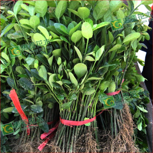 �G�hֲ�����l ���~�S���� ����С�� �ձ��lì�� ����������