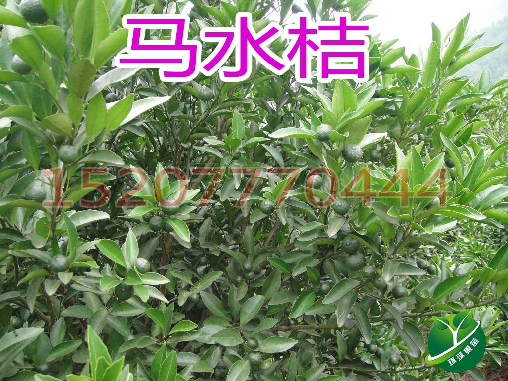 马水桔苗_环球果苗_供应马水桔苗(环球果苗)