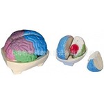 人体大脑模型大脑分叶模型教学模型 脑模型医学模型