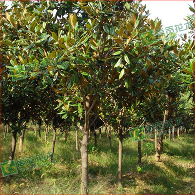 Perennial Direct selling courtyard Green plant Magnolia Magnolia Magnolia green engineering Landscape trees Specifications Complete