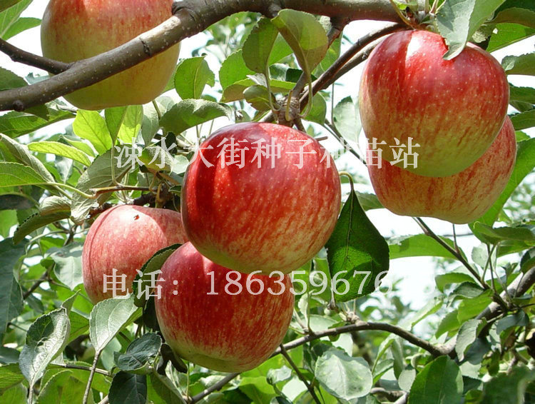 苹果树苗2