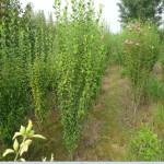 ��Ӧ�������̻���ľľ������ С�� �ձ�ľ��������� �۸��Ż�